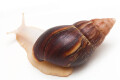 Lissachatina fulica A albino body semiadult, 6cm